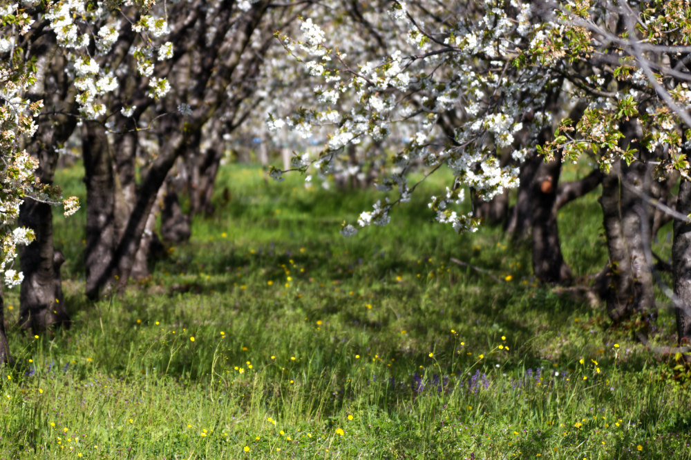 fioritura dei ciliegi in Italia, Vignola