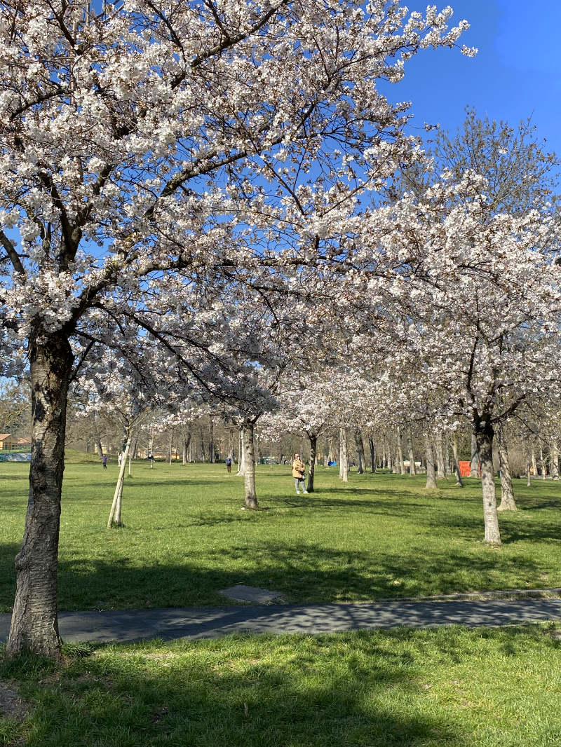 fioriture di primavera a Bologna