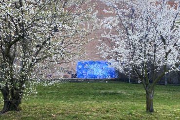 ciliegi in fiore a Bologna