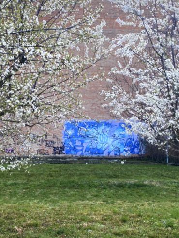 ciliegi in fiore a Bologna