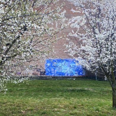 ciliegi in fiore a Bologna