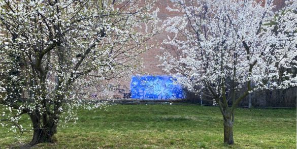 ciliegi in fiore a Bologna