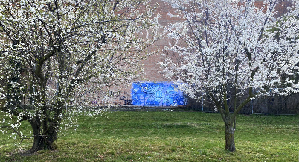 ciliegi in fiore a Bologna