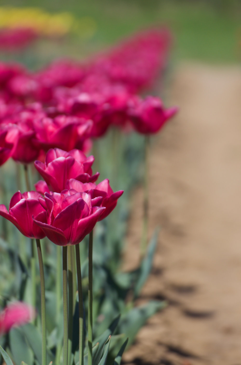 dove vedere i tulipani in Italia