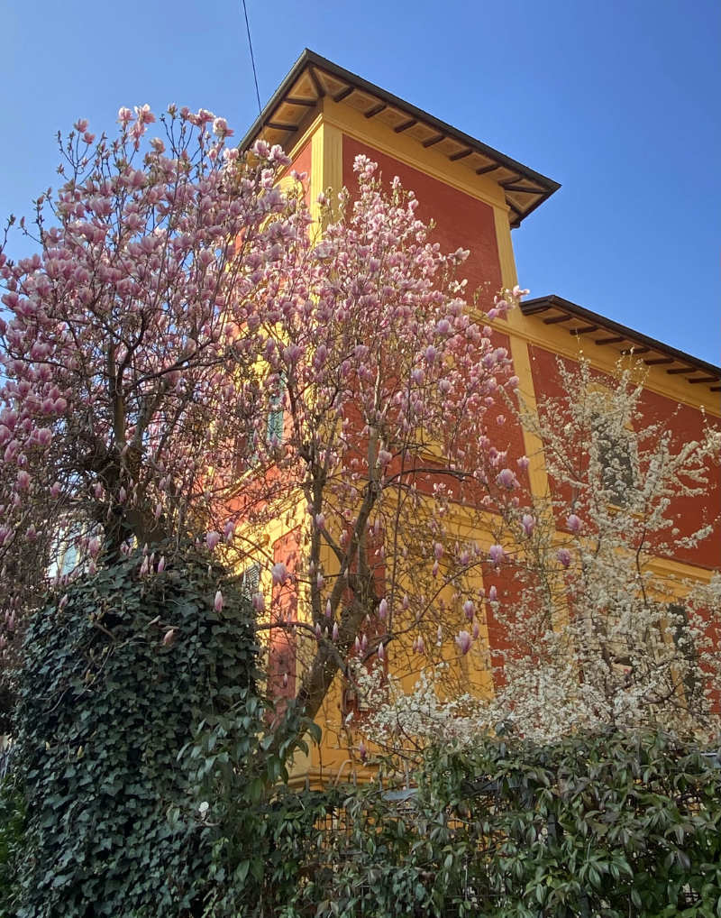 fioriture primaverili a bologna: magnolie