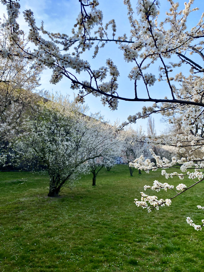 fioriture primaverili a bologna parco Nicholas Green