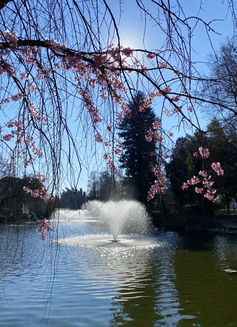 fioriture primaverili a Bologna: ciliegi ai Giardini Margherita