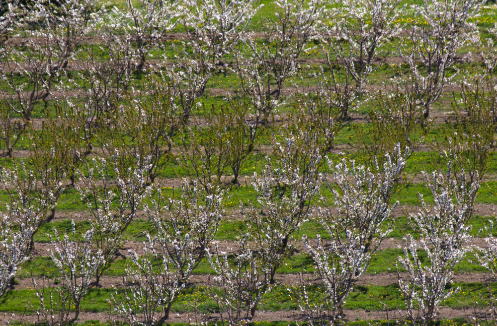 fioritura dei ciliegi in Italia, campi fioriti