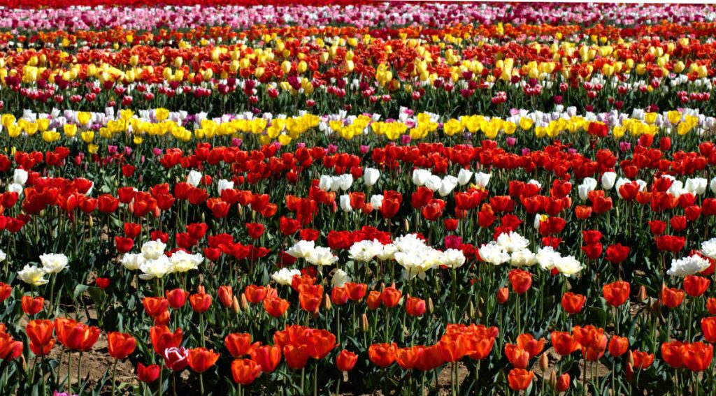 fioriture primaverili a Bologna: Tulipark