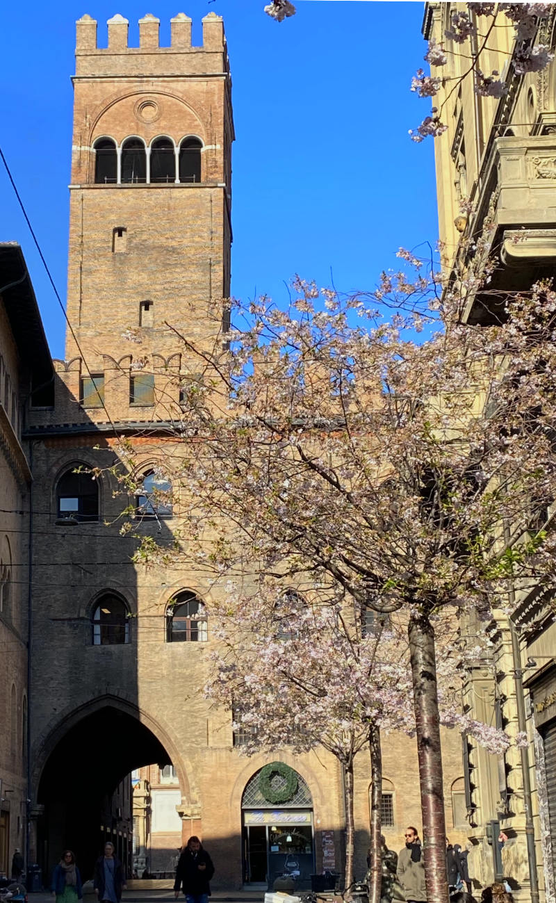 fioriture primaverili a Bologna: ciliegi in via degli orefici