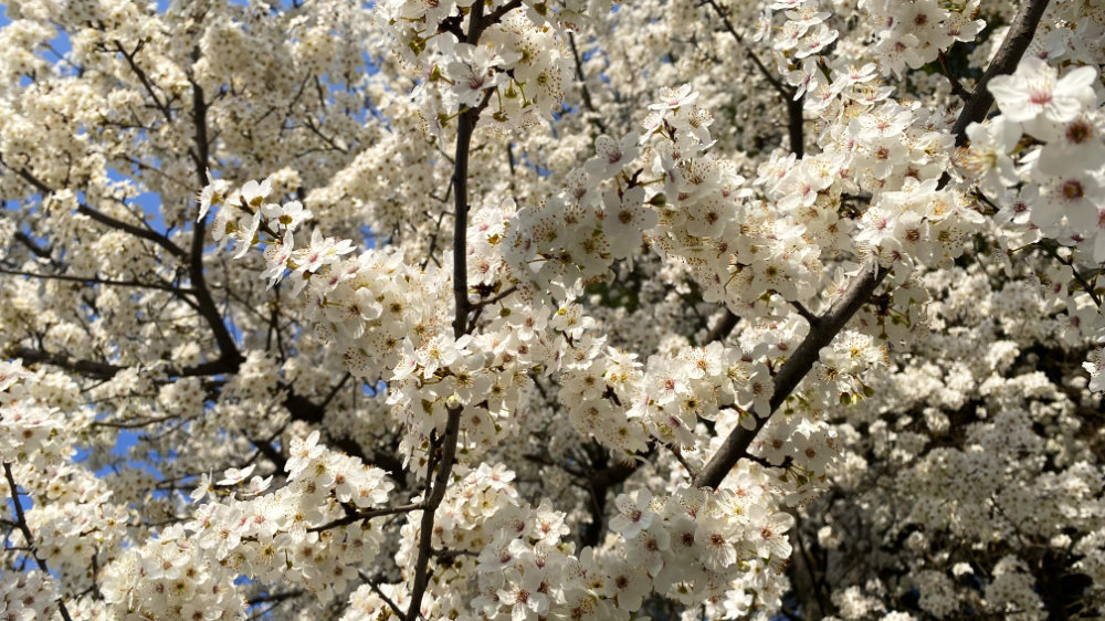 ciliegi in fiore a Bologna