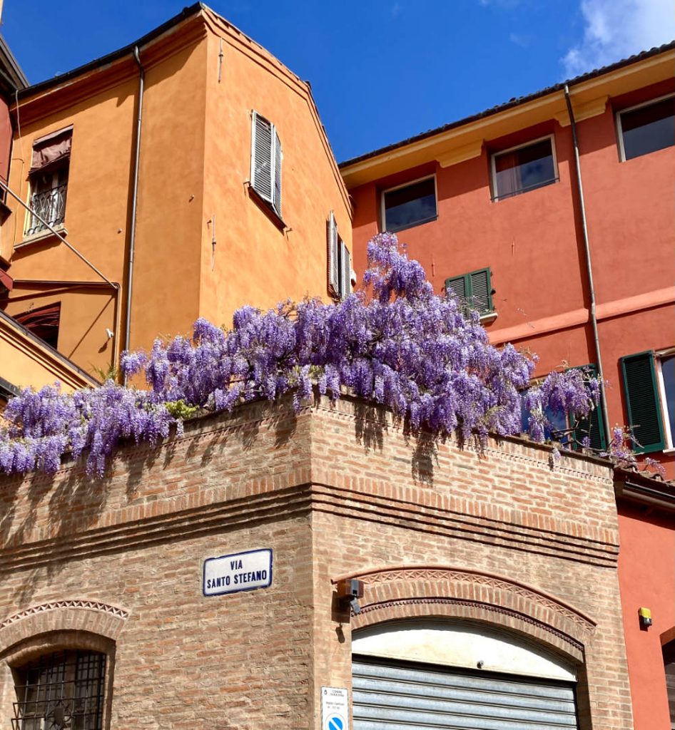 fioriture primaverili a bologna, glicine in piazza Santo Stefano