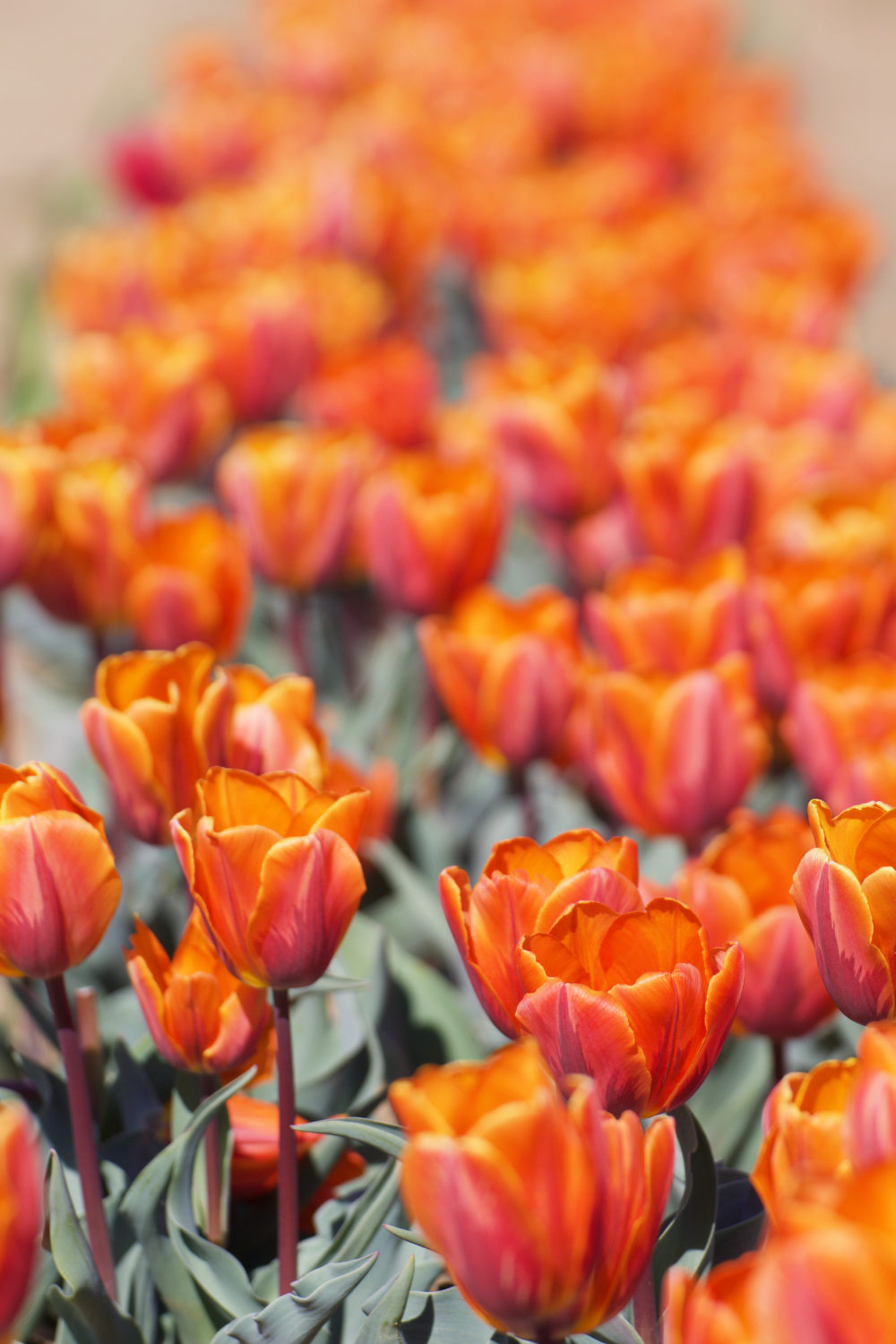 dove campi di tulipani in Italia