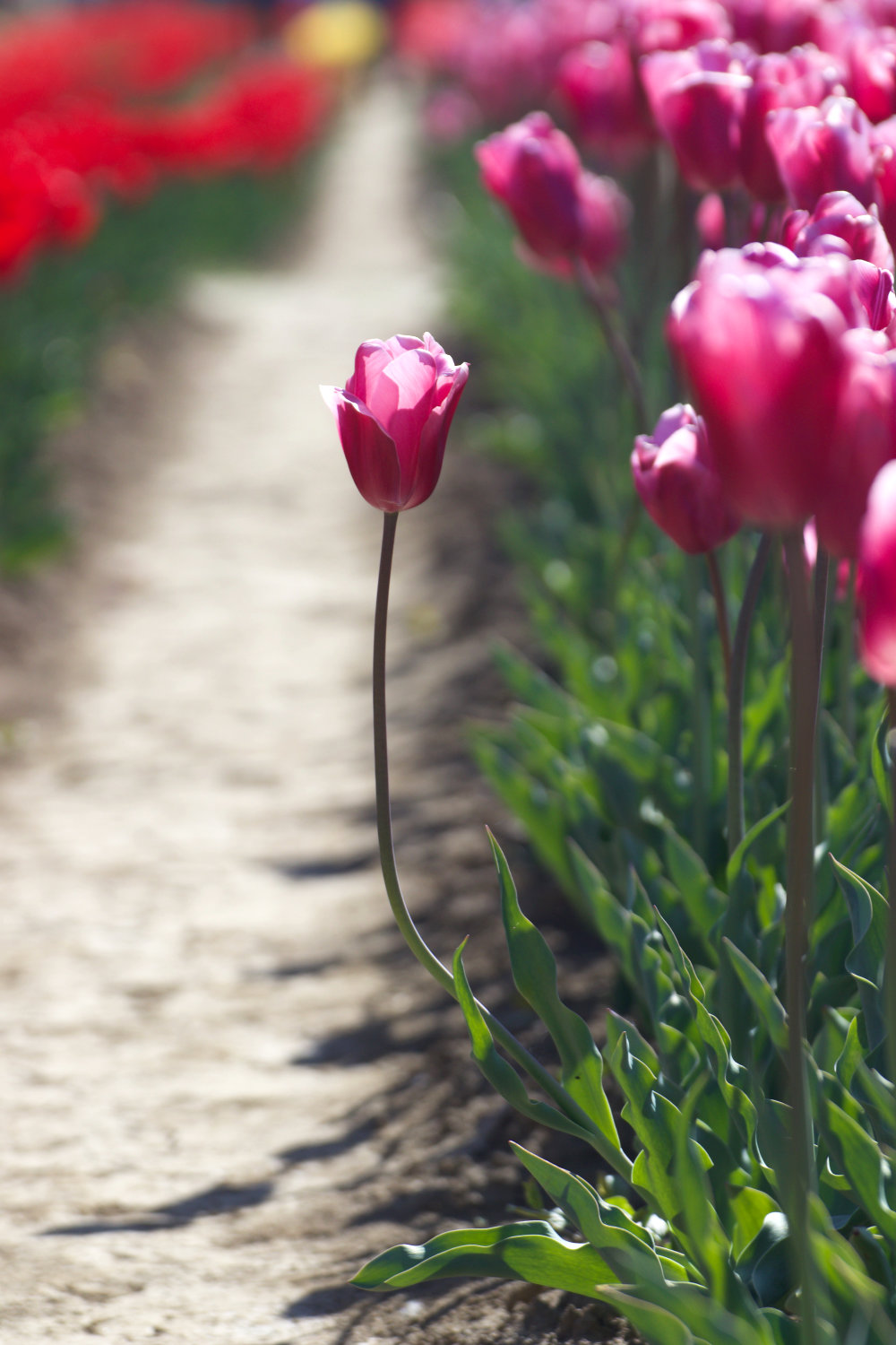 dove vedere i campi di tulipani in Italia