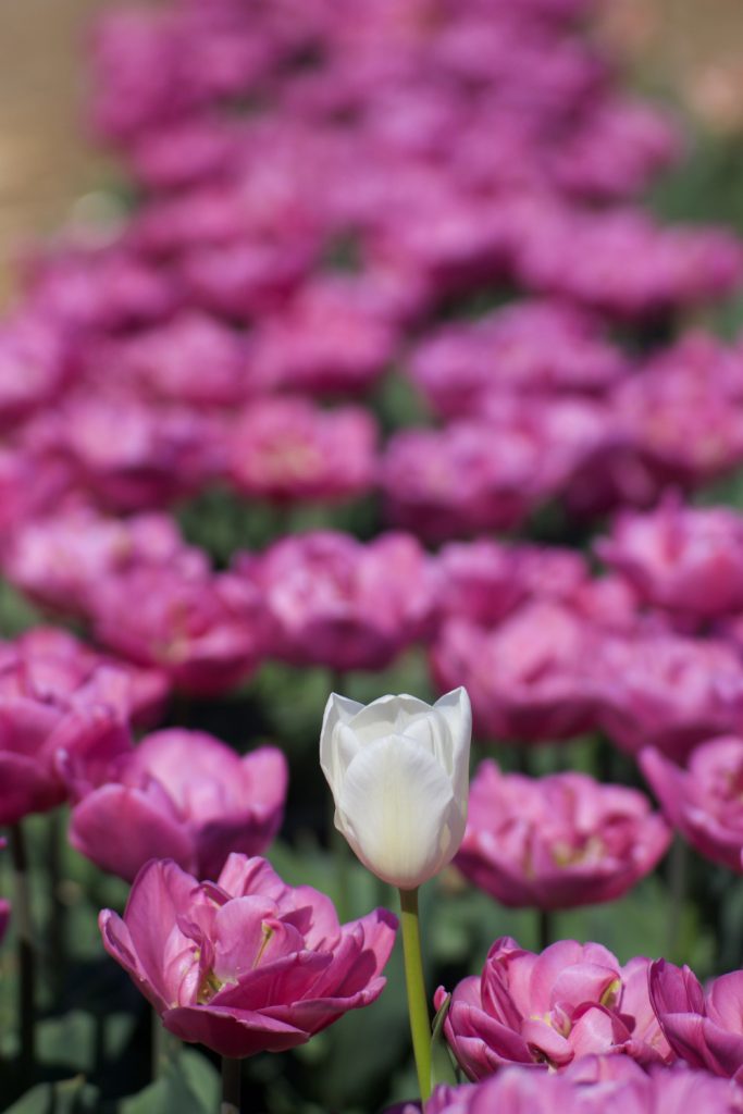 campi di tulipani a Tulipark