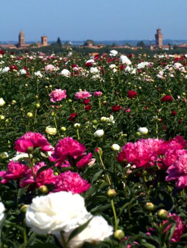 campi di peonie in Italia a Peoniamia