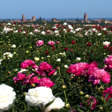 campi di peonie in Italia a Peoniamia