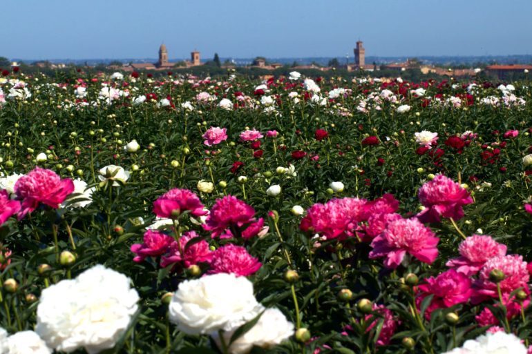 campi di peonie in Italia a Peoniamia