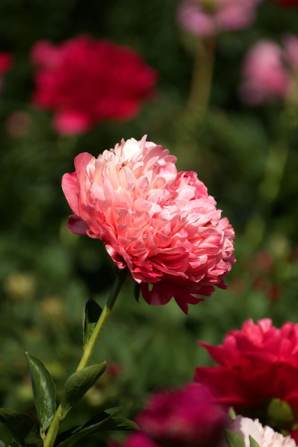 campi di peonie in Italia, Peoniamia a Castel San Pietro