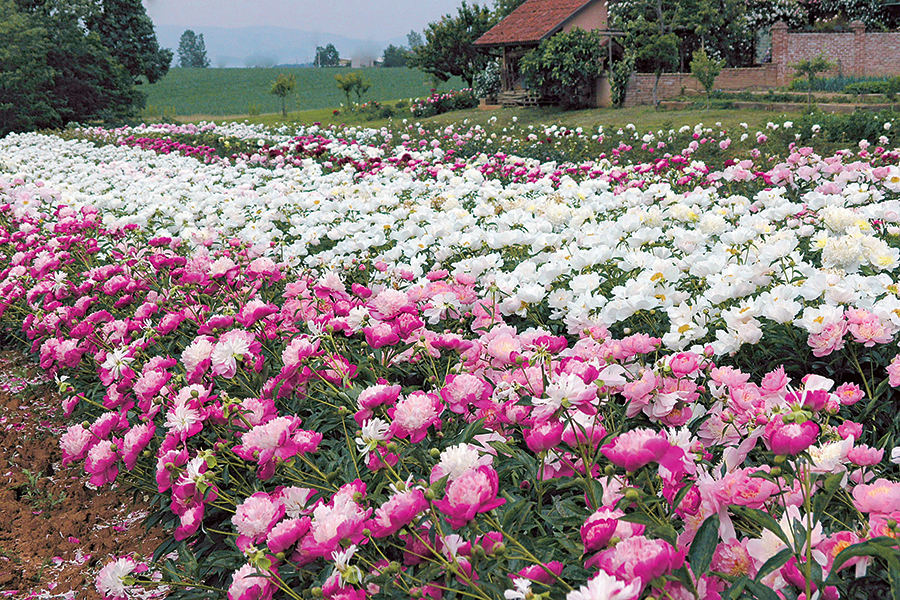 campi di peonie in Italia al vivaio Buffa