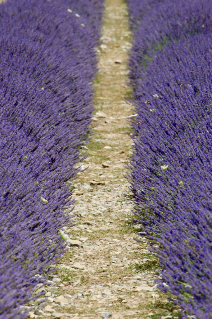 filari al parco della lavanda in Calabria