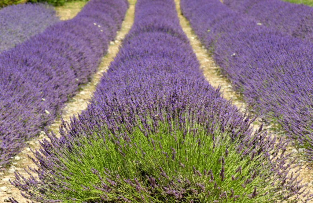 il parco della lavanda in Calabria