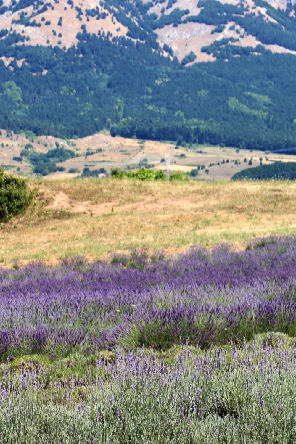 il parco della lavanda in calabria fra le montagne