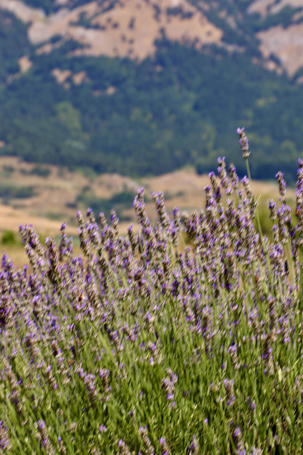 lavanda e montagne al parco della lavanda in Calabria