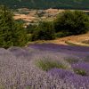 parco della lavanda in calabria