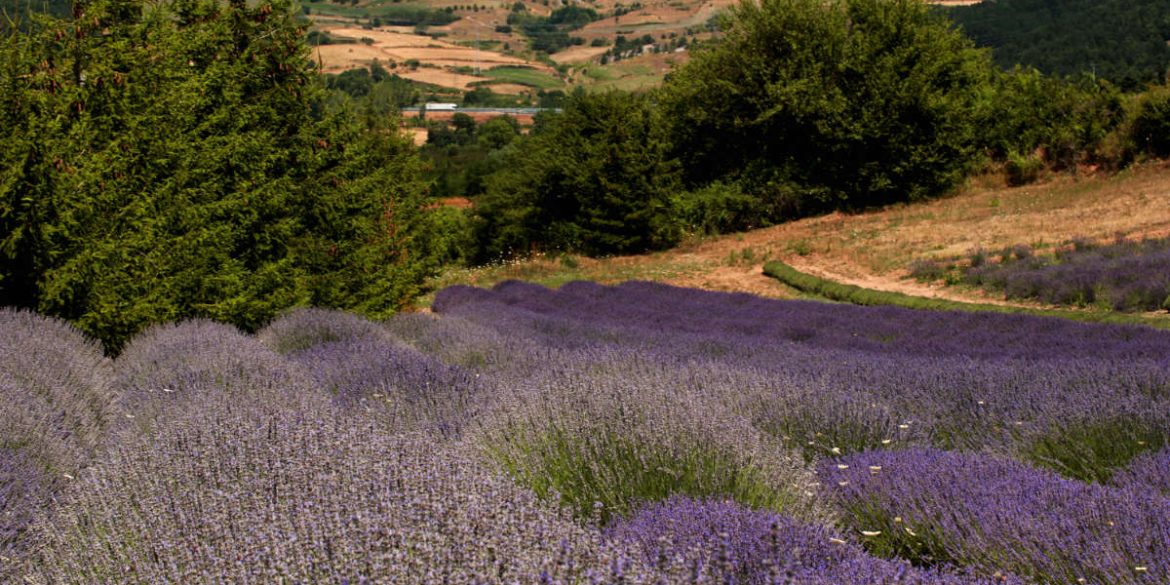 parco della lavanda in calabria