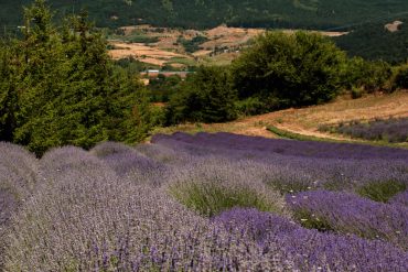 parco della lavanda in calabria