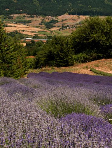 parco della lavanda in calabria