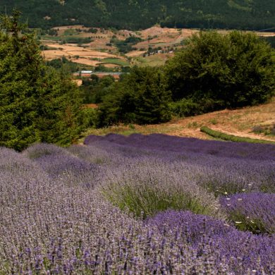 parco della lavanda in calabria