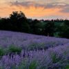 tutti i campi di lavanda in Emilia Romagna