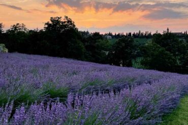 tutti i campi di lavanda in Emilia Romagna