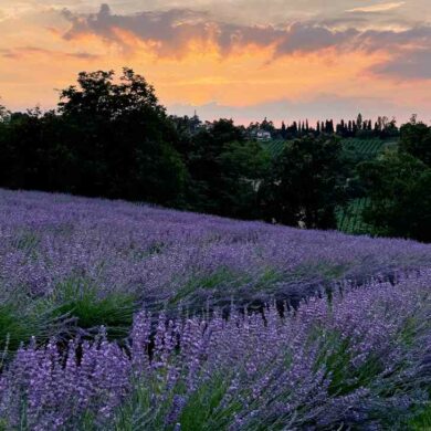 tutti i campi di lavanda in Emilia Romagna