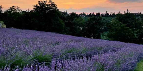 tutti i campi di lavanda in Emilia Romagna