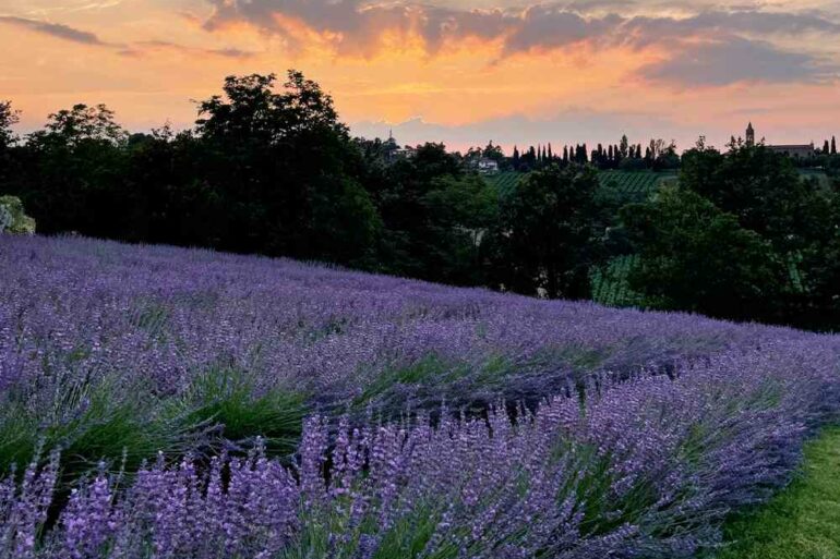 tutti i campi di lavanda in Emilia Romagna